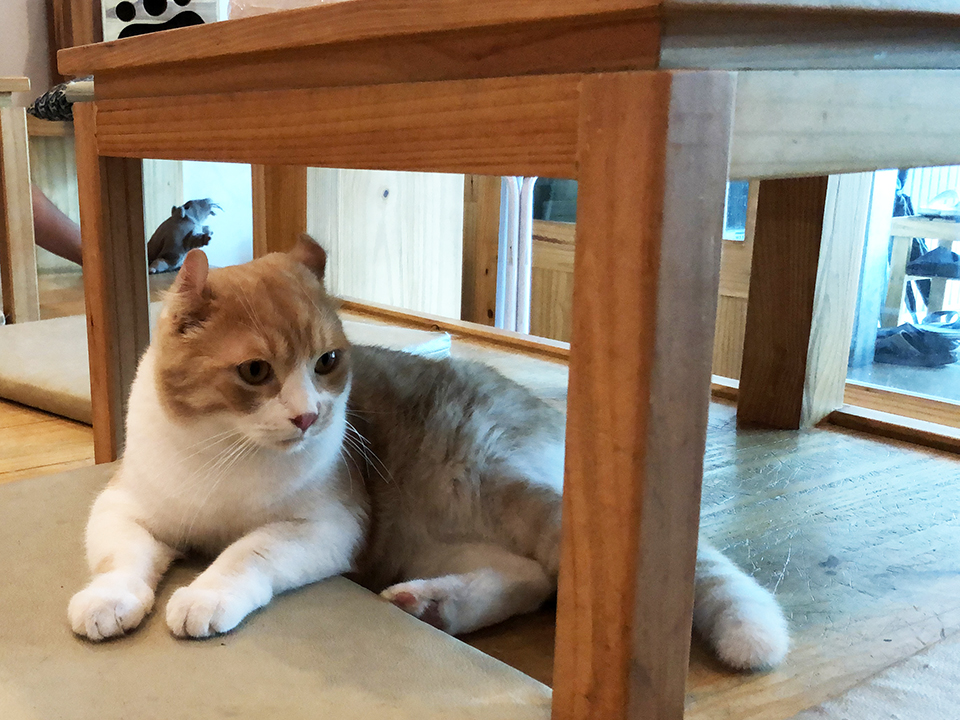 キャットフェインカフェ　テーブルの下の猫 2