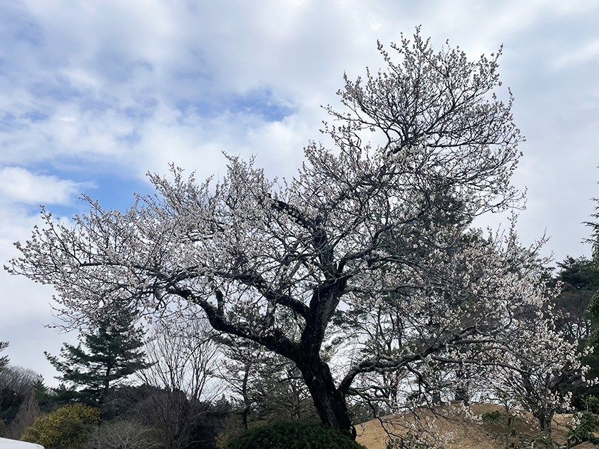 梅が咲いていました　富士カントリー笠間倶楽部