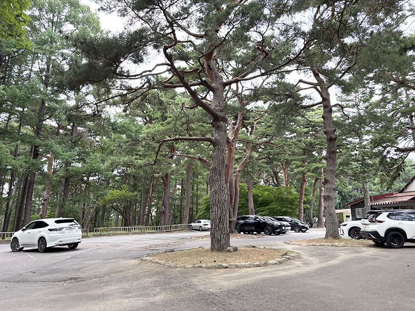 函館ゴルフ倶楽部、駐車場の真ん中に木が生えている