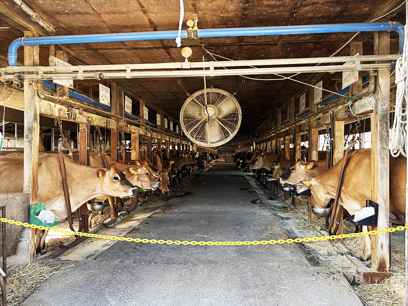 山川牧場のジャージー牛たち