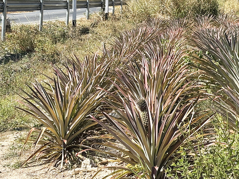 カオキオのパイナップル畑