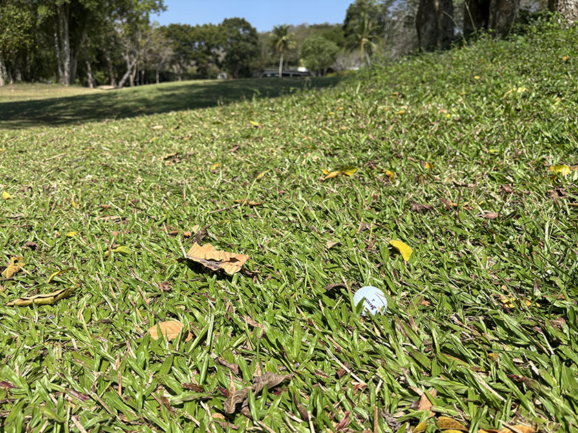 この葉っぱが難しい トレジャーヒルGC