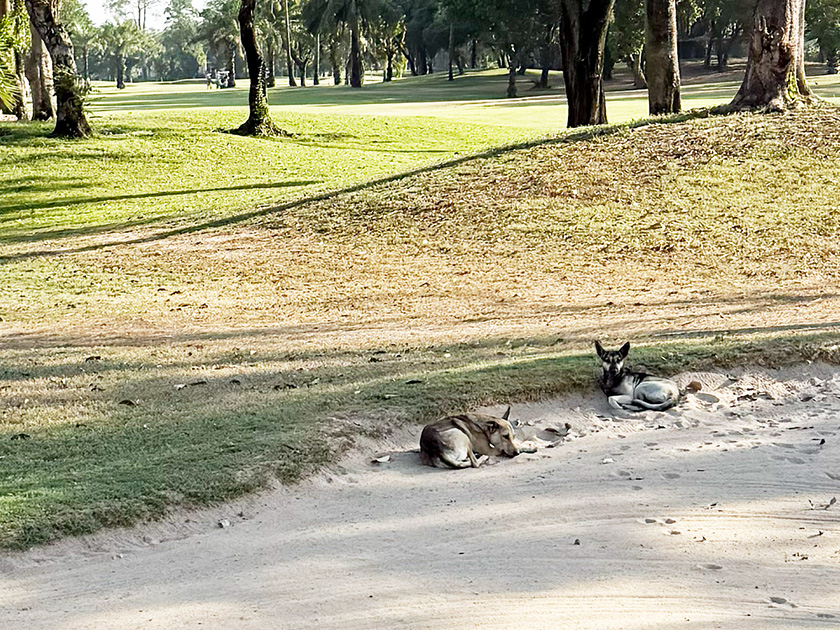 バンカーに犬 レイクウッドカントリー のりたま編