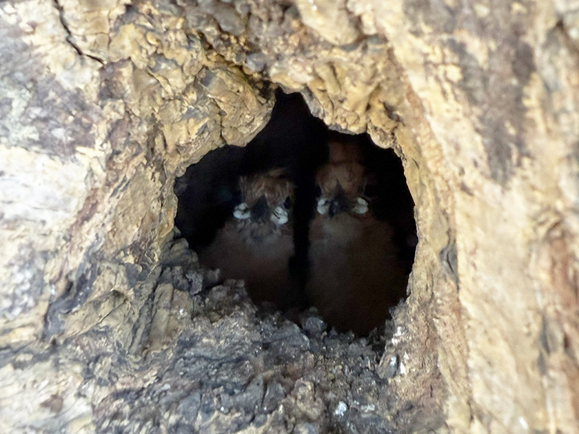 ベビー レイクウッドカントリー のりたま編