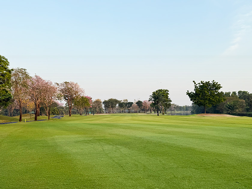 タイの桜、チョンプー・パンティップ ザ・ロイヤルカントリークラブ