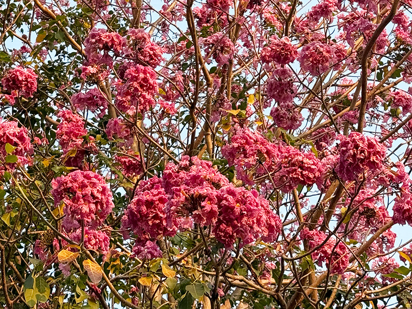 満開でした ザ・ロイヤルカントリークラブ