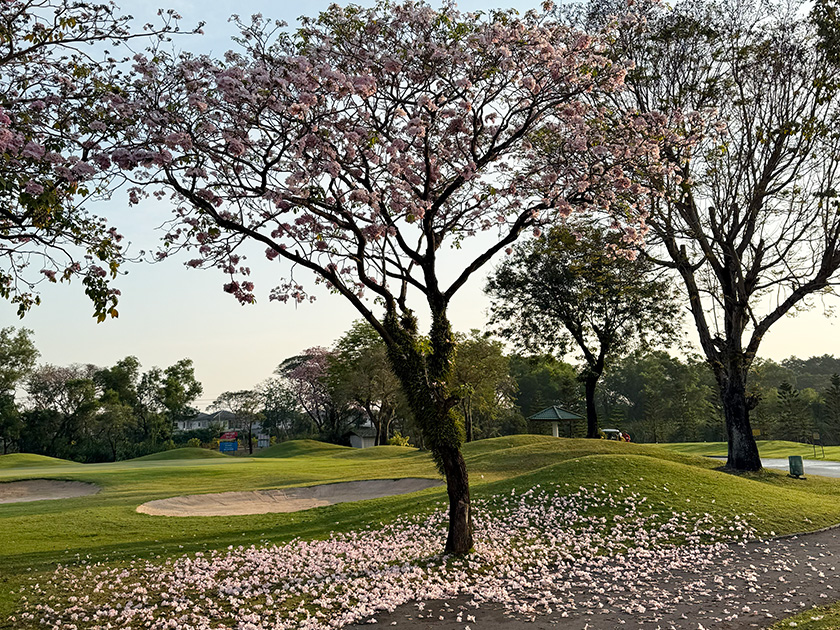 タイの桜、チョンプー・パンティップ、散り始めている木も ザ・ロイヤルカントリークラブ
