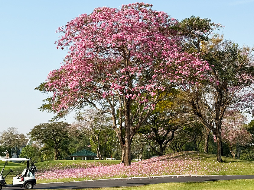 でもまだまだ桜咲いてます ザ・ロイヤルカントリークラブ
