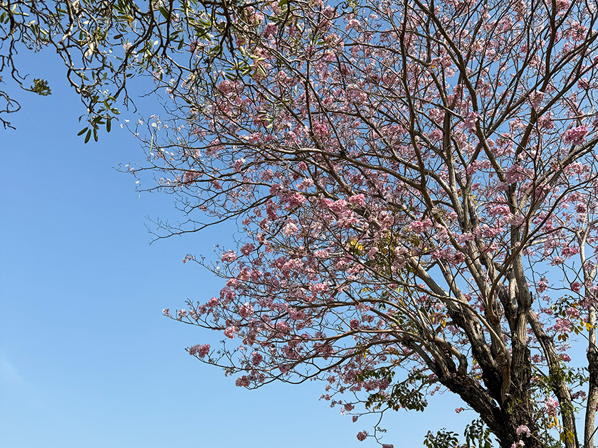 青空に映えるタイの桜、チョンプー・パンティップ ザ・ロイヤルカントリークラブ