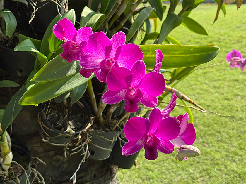 デンドロビウム(洋ラン) ザ・ロイヤルカントリークラブ