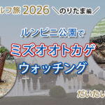 バンコクのど真ん中 ルンピニー公園でミズオオトカゲ鑑賞？