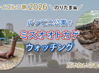 バンコクのど真ん中 ルンピニー公園でミズオオトカゲ鑑賞？