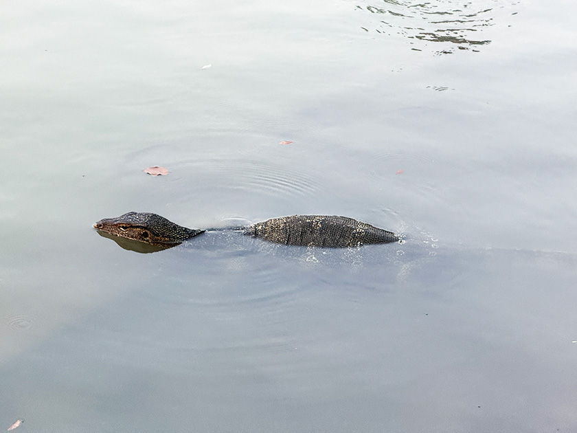 ルンピニー公園のオオトカゲが泳ぐ様子