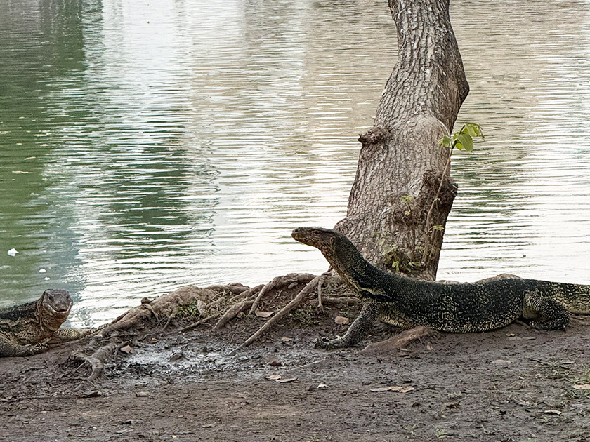 陸に上がったミズオオトカゲ　ルンピニー公園