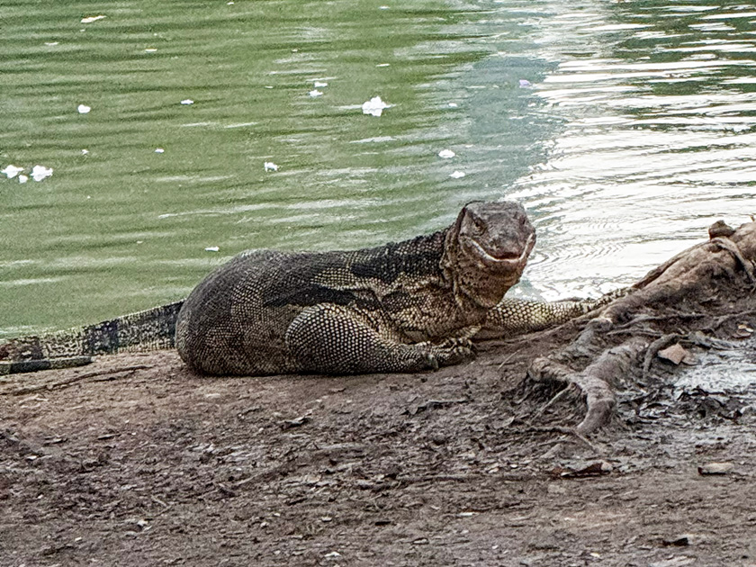 こちらを見てるミズオオトカゲ　ルンピニー公園